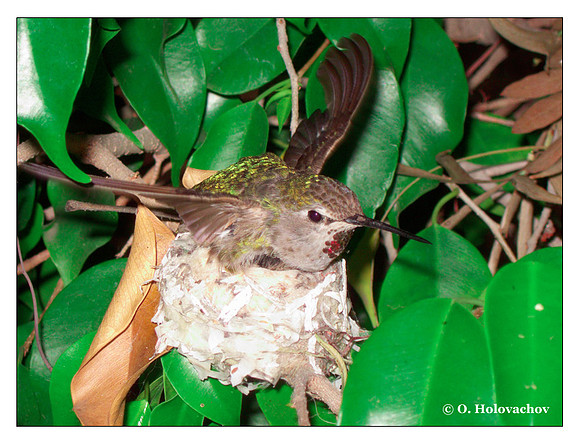 June 16 - progress in the nest of Anna's Hummingbird (Calypte anna)