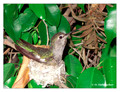 June 18 - progress in the nest of Anna's Hummingbird (Calypte anna)