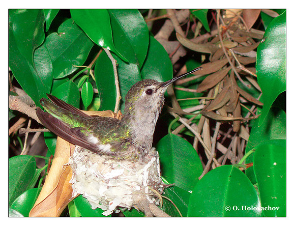 June 18 - progress in the nest of Anna's Hummingbird (Calypte anna)