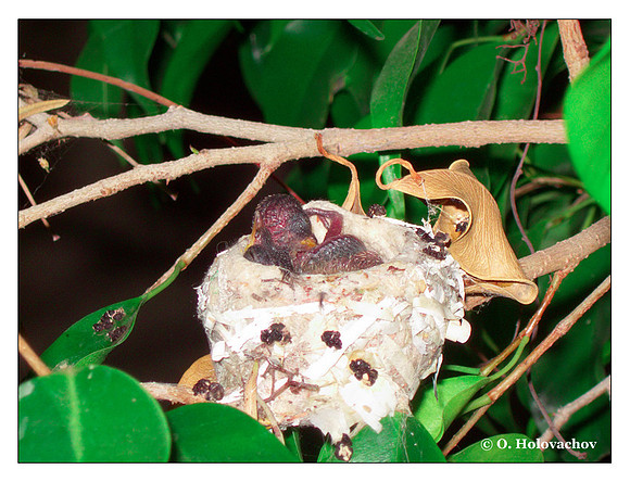 June 23 - progress in the nest of Anna's Hummingbird (Calypte anna)