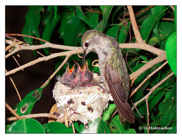 June 25 - progress in the nest of Anna's Hummingbird (Calypte anna)