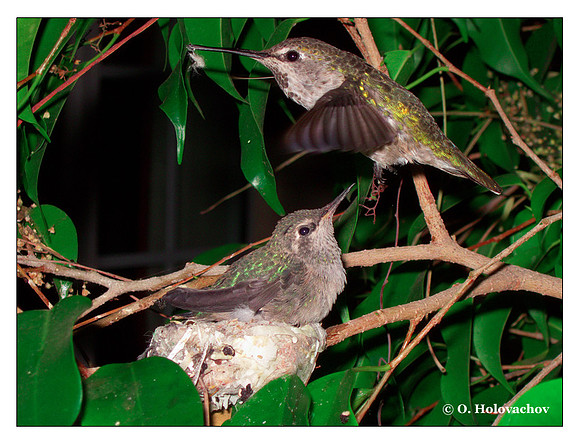 July 8 - progress in the nest of Anna's Hummingbird (Calypte anna)