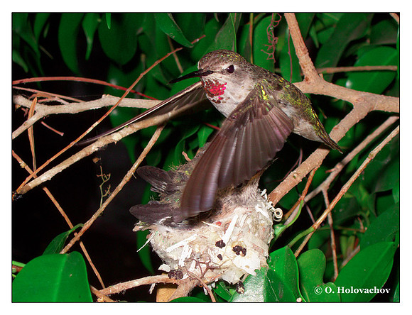 July 4 - progress in the nest of Anna's Hummingbird (Calypte anna)