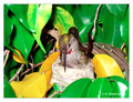 June 7 - progress in the nest of Anna's Hummingbird (Calypte anna)