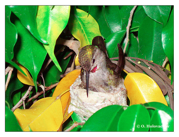 June 7 - progress in the nest of Anna's Hummingbird (Calypte anna)
