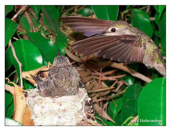 June 29 - progress in the nest of Anna's Hummingbird (Calypte anna)