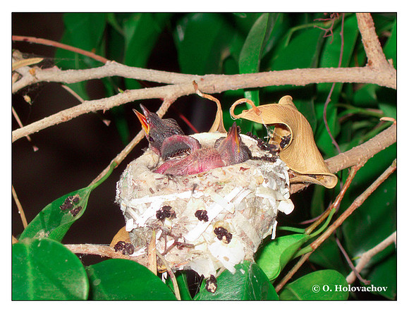 June 24 - progress in the nest of Anna's Hummingbird (Calypte anna)