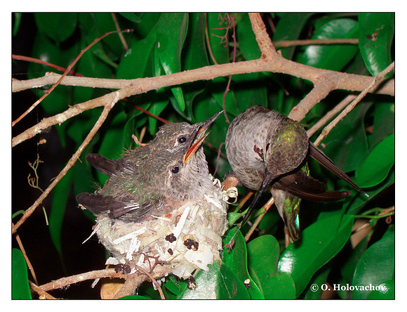 July 4 - progress in the nest of Anna's Hummingbird (Calypte anna)