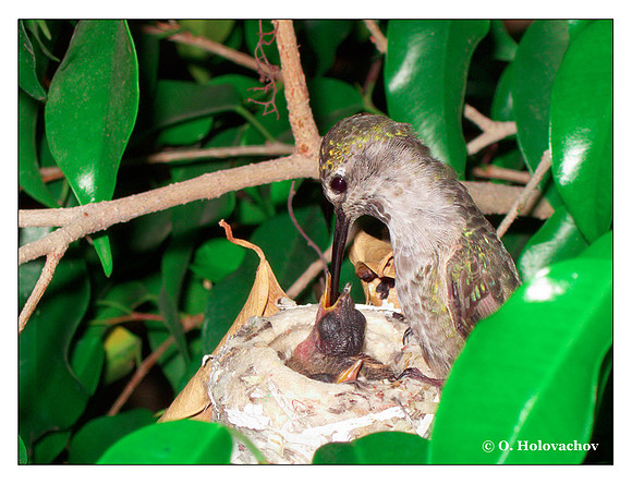 June 22 - progress in the nest of Anna's Hummingbird (Calypte anna)