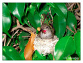 June 14 - progress in the nest of Anna's Hummingbird (Calypte anna)