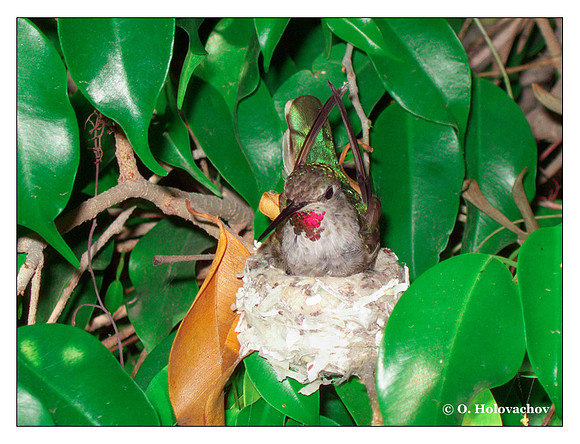 June 14 - progress in the nest of Anna's Hummingbird (Calypte anna)
