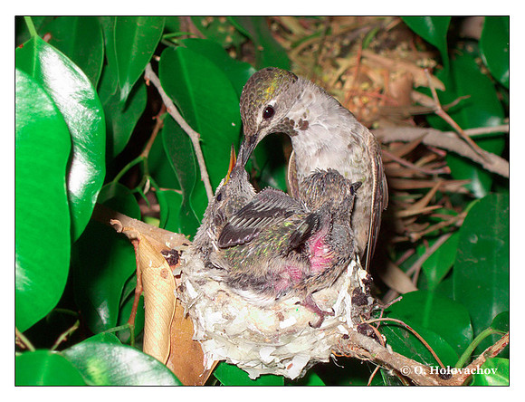 July 1 - progress in the nest of Anna's Hummingbird (Calypte anna)