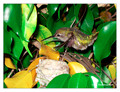 June 7 - progress in the nest of Anna's Hummingbird (Calypte anna)