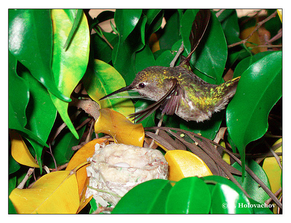 June 7 - progress in the nest of Anna's Hummingbird (Calypte anna)