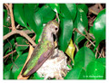 June 17 - progress in the nest of Anna's Hummingbird (Calypte anna)