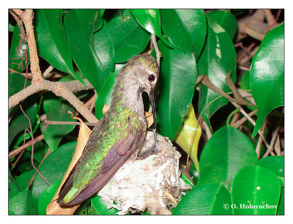 June 17 - progress in the nest of Anna's Hummingbird (Calypte anna)