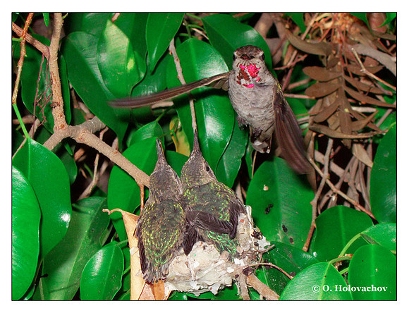 July 5 - progress in the nest of Anna's Hummingbird (Calypte anna)
