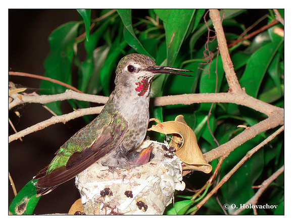 June 23 - progress in the nest of Anna's Hummingbird (Calypte anna)