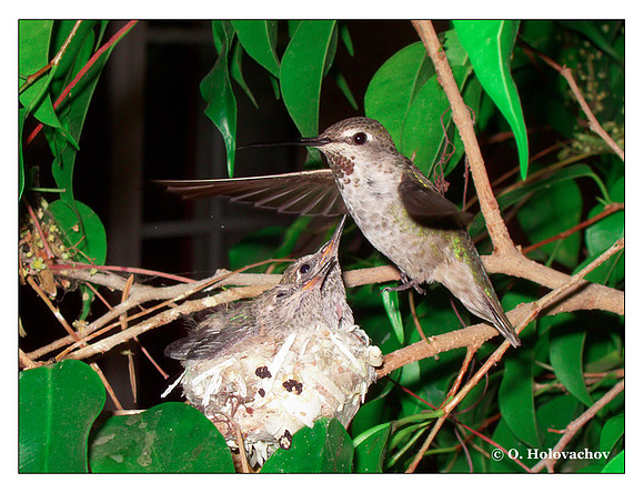 July 3 - progress in the nest of Anna's Hummingbird (Calypte anna)