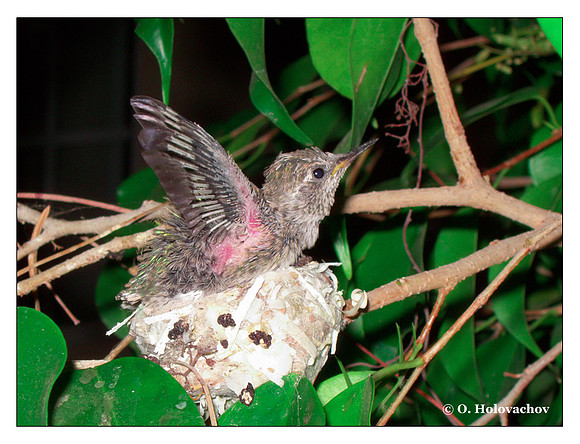 July 2 - progress in the nest of Anna's Hummingbird (Calypte anna)