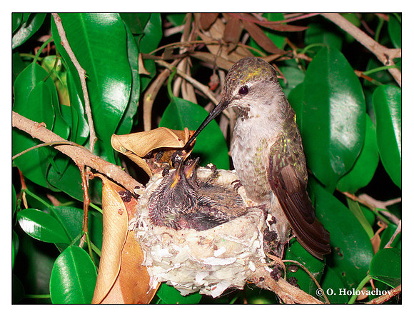 June 27 - progress in the nest of Anna's Hummingbird (Calypte anna)