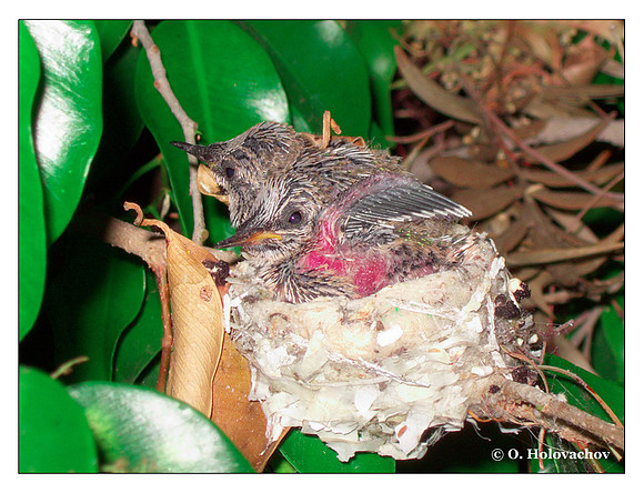June 29 - progress in the nest of Anna's Hummingbird (Calypte anna)