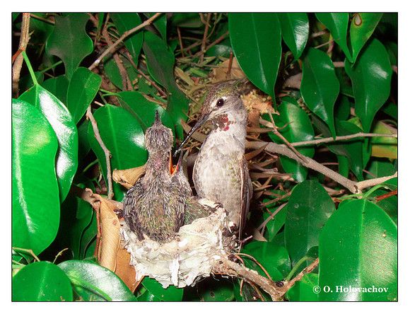 June 30 - progress in the nest of Anna's Hummingbird (Calypte anna)