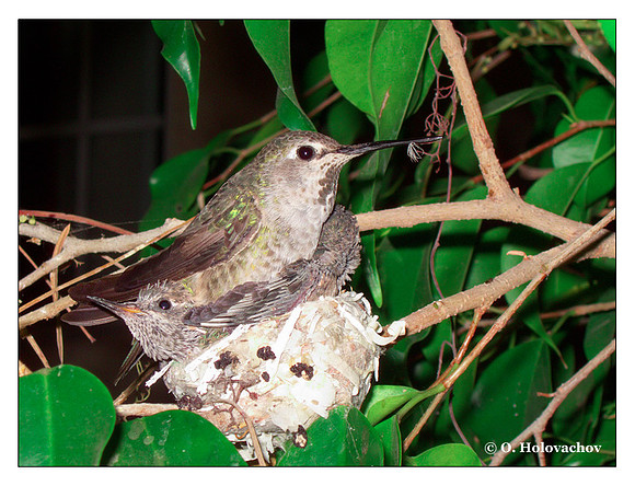 July 2 - progress in the nest of Anna's Hummingbird (Calypte anna)