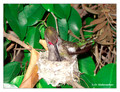 June 18 - progress in the nest of Anna's Hummingbird (Calypte anna)