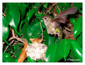 June 15 - progress in the nest of Anna's Hummingbird (Calypte anna)