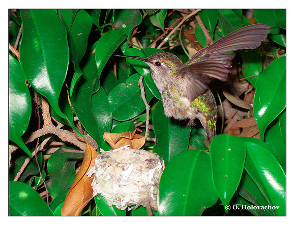 June 15 - progress in the nest of Anna's Hummingbird (Calypte anna)