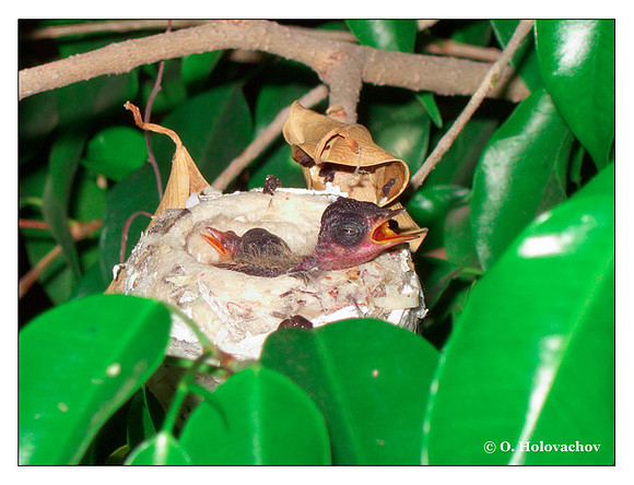 June 22 - progress in the nest of Anna's Hummingbird (Calypte anna)