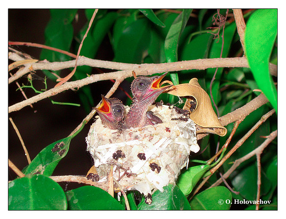 June 25 - progress in the nest of Anna's Hummingbird (Calypte anna)