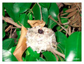 June 18 - progress in the nest of Anna's Hummingbird (Calypte anna)