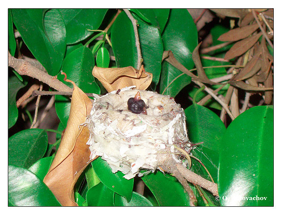 June 18 - progress in the nest of Anna's Hummingbird (Calypte anna)