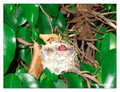 June 20 - progress in the nest of Anna's Hummingbird (Calypte anna)