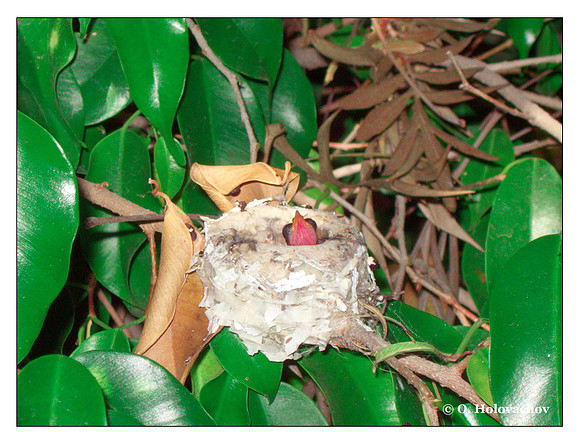 June 20 - progress in the nest of Anna's Hummingbird (Calypte anna)