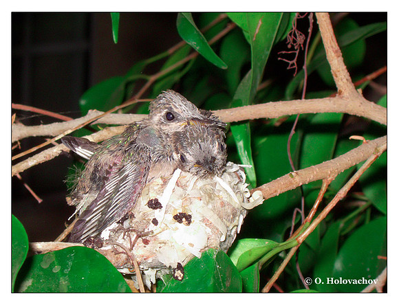 July 2 - progress in the nest of Anna's Hummingbird (Calypte anna)