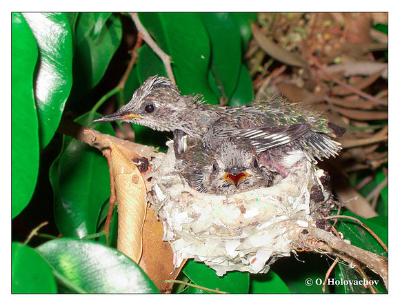 July 1 - progress in the nest of Anna's Hummingbird (Calypte anna)