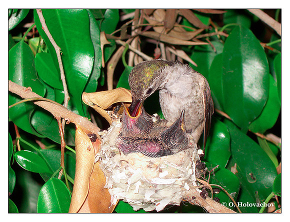 June 26 - progress in the nest of Anna's Hummingbird (Calypte anna)