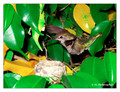 June 6 - progress in the nest of Anna's Hummingbird (Calypte anna)