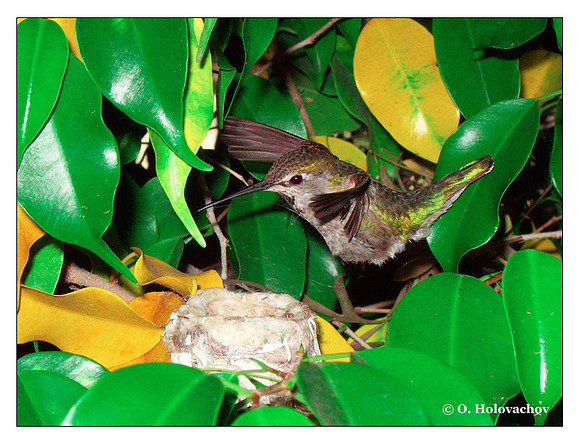 June 6 - progress in the nest of Anna's Hummingbird (Calypte anna)