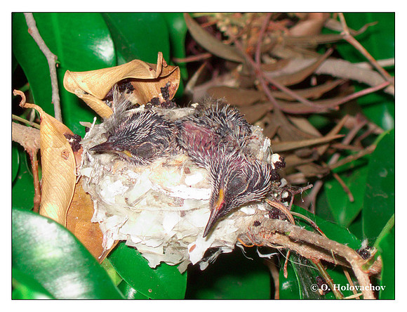 June 28 - progress in the nest of Anna's Hummingbird (Calypte anna)