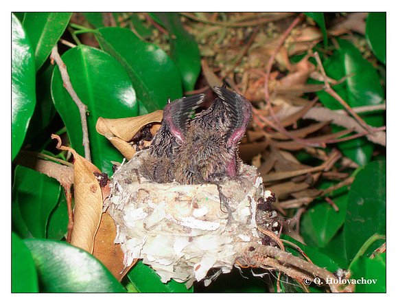June 28 - progress in the nest of Anna's Hummingbird (Calypte anna)