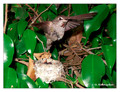 June 21 - progress in the nest of Anna's Hummingbird (Calypte anna)
