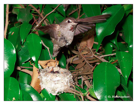 June 21 - progress in the nest of Anna's Hummingbird (Calypte anna)