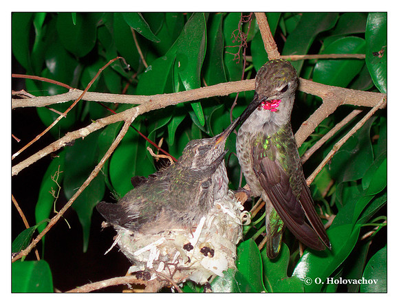 July 4 - progress in the nest of Anna's Hummingbird (Calypte anna)