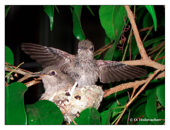 July 7 - progress in the nest of Anna's Hummingbird (Calypte anna)