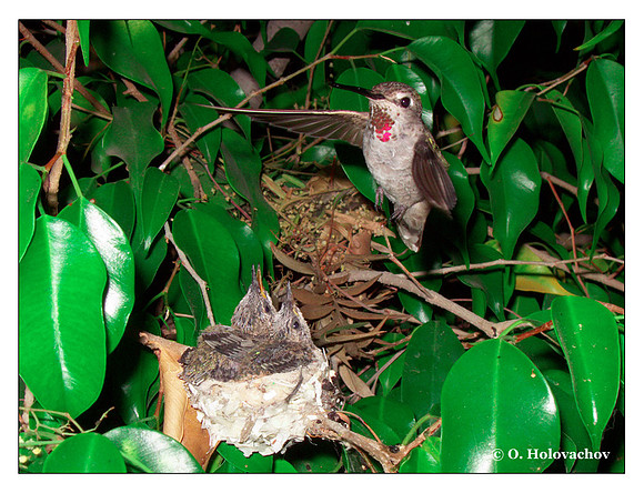 June 30 - progress in the nest of Anna's Hummingbird (Calypte anna)