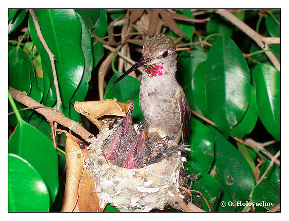 June 27 - progress in the nest of Anna's Hummingbird (Calypte anna)